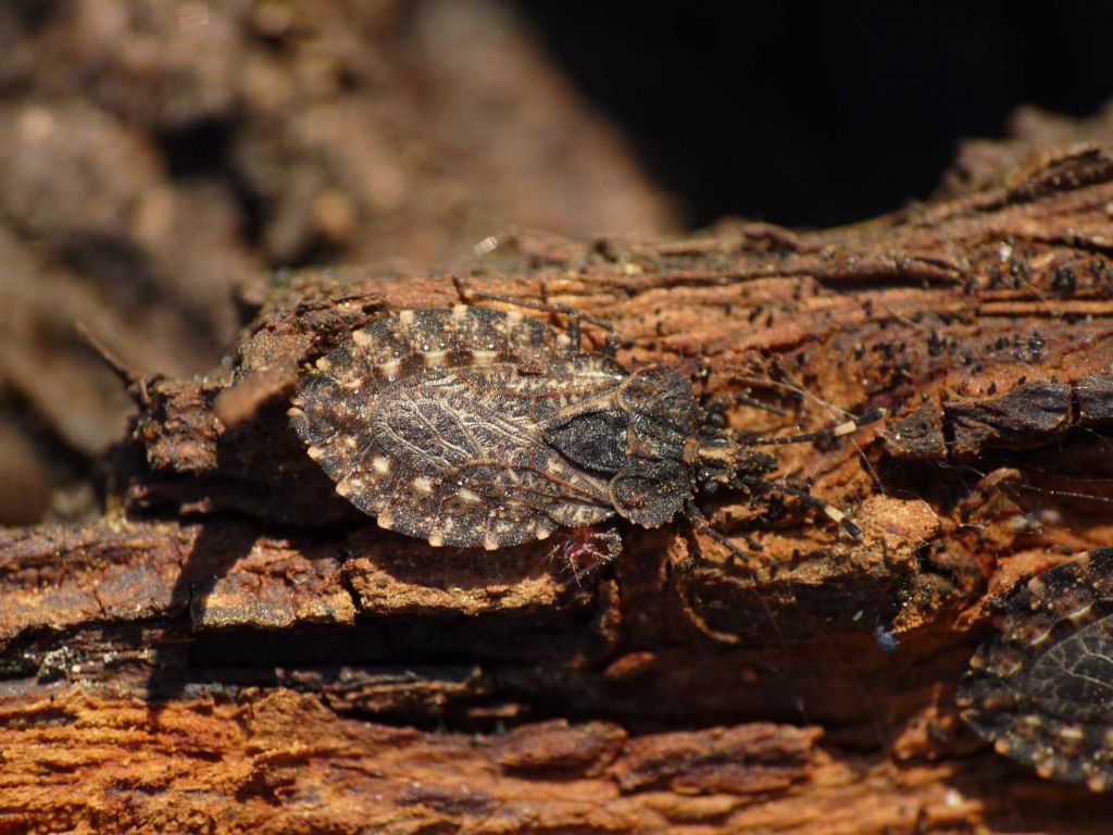 ninfa di  Aradus sp. (Aradidae)